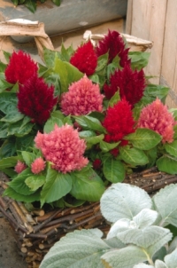 Celosia Glow Mixed. Picture courtesy Ball Horticultural Company