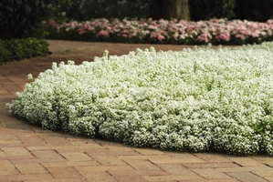 Clear Crystal White Alyssum. Picture courtesy Ball Horticultural Company