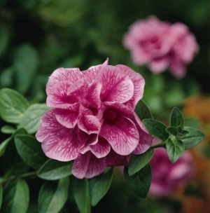 Double Pink Lilac Petunia. Picture courtesy Ball Horticultural Company