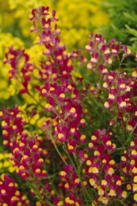 'Enchantment' Linaria. Picture courtesy Ball Horticultural Company