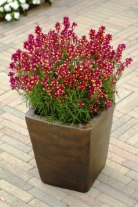 'Enchantment' Linaria Picture courtesy Ball Horticultural Company