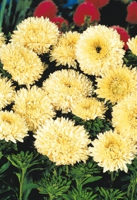 Meteor Yellow Aster. Picture courtesy Ball Horticultural Company