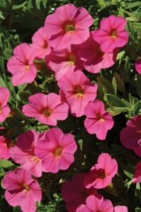Cabaret Hot Pink Calibrachoa. Picture courtesy Ball Horticultural Company