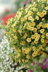 Cabaret Yellow Calibrachoa. Picture courtesy Ball Horticultural Company