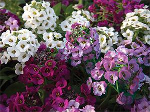 Clear Crystal Mixed Alyssum. Picture courtesy Ball Horticultural Company