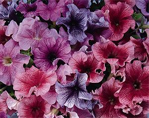 Daddy Mix Petunia. Picture courtesy Ball Horticultural Company