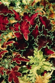 Carefree Mix Coleus. Picture courtesy Ball Horticural Company
