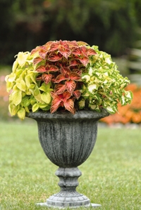 Wizard Series Coleus. Picture courtesy Ball Horticural Company