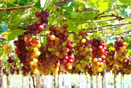 Grapes Image by Hubert Ngo from Pixabay