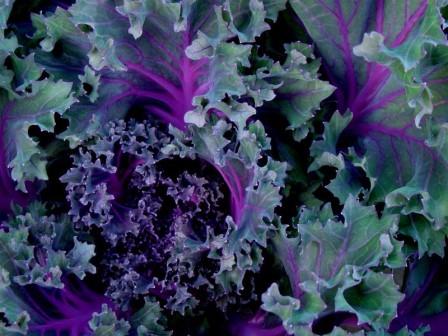 Kale 'Scarlet' Picture courtesy Doug McAbee from flickr