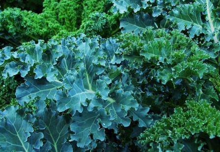 Kale varieties Picture courtesy naturalflow from flickr