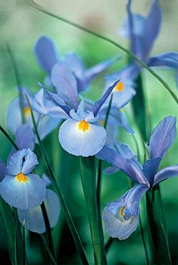 Dutch Iris Light Blue. Picture courtesy Hadeco