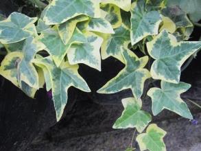 Hedera helix 'Gold Child' Picture courtesy www.steyns-nursery.co.za