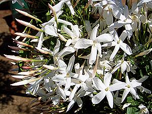 Jasmine polyanthum Flowers