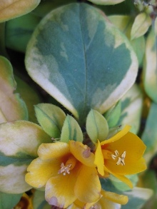 Lysimachia congestiflora 'Outback Sunset' Picture courtesy Green Acres Nursery California'Outback Sunset' Picture courtesy Green Acres Nursery California