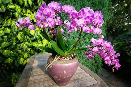 Moth orchid. Image by Albrecht Fietz from Pixabay