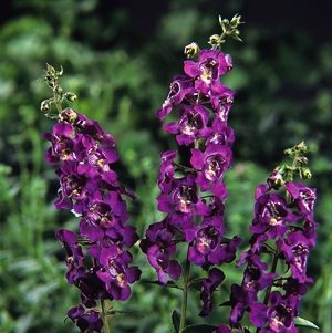 Angelonia 'Angel Mist' Deep Pllum. Picture courtesy Ball Horticultural Copmpany