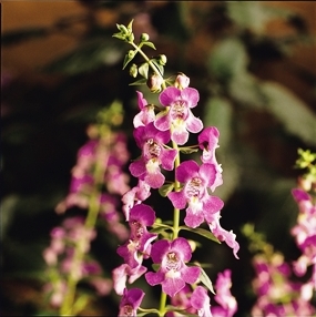 Angelonia 'Angel Mist' Lavender. Picture courtesy Ball Horticultural Company