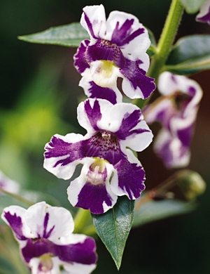 Angelonia' Angel Mist' Purple Stripe. Picture courtesy Ball Horticultural Company