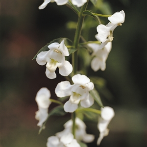 Angelonia 'Angel Mist' White. Picture courtesy Ball Horticultural Company
