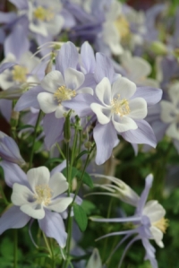 Columbine Songbird Bluebird Improved. Picture courtesy Ball Horticultural Company