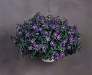 Bells Blue Browalia. Picture courtesy Ball Horticultural Company