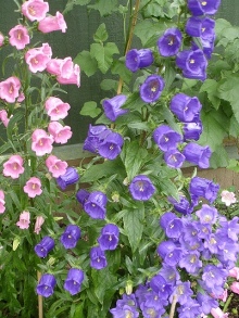 Canterbury Bells. Picture courtesy Ann Songhurst