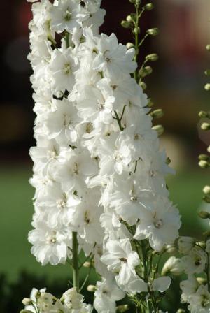 Delphinium cultorum 'Guardian' White. Picture courtesy Ball Straathof