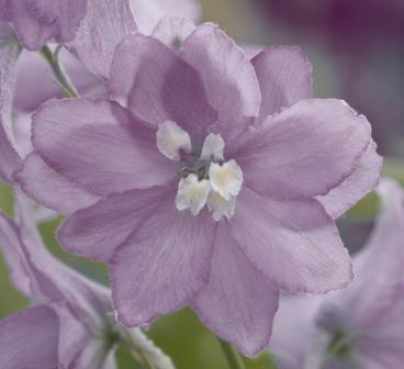 Delphinium cultorum 'Magic Fountains Lavender White Bee' Picture courtesy Ball Straathof
