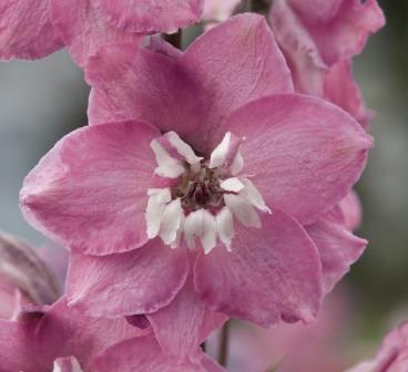 Delphinium cultorum 'Magic Fountains Lilac Pink White Bee' Picture courtesy Ball Straathof