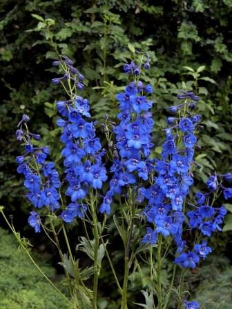 Delphinium x belladonna 'Blue Donna' Picture courtesy Ball Straathof