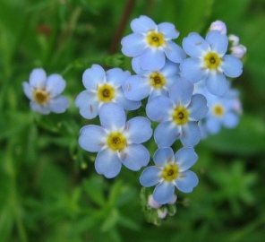 Forget-me-not. Picture courtesy Anita Gould