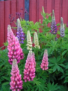 Lupins. Picture courtesy Sylvia Oreifig