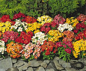 Cape Jewels Sundrops mix Nemesia. Picture courtesy Ball Horticultural Company