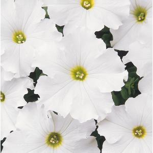 Petunia Dreams 'White' Picture courtesy Ball Straathof
