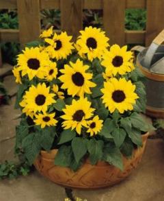 Ballad Helianthus. Picture courtesy Ball Horticultural Company