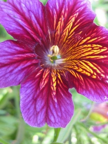 Trumpet-flower. Picture courtesy Green Acres Nursery California   