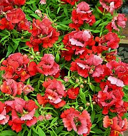 Antirrhinum Floral Showers 'Scarlet'