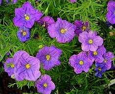 Nierembergia Purple