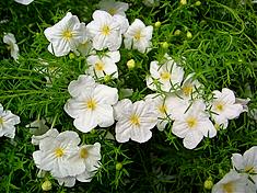 Nierembergia White