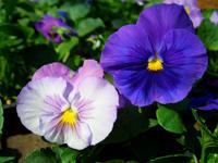 Pansy 'Lavender & Face'
