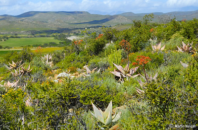 Aloe striata Calitzdorp Wastern Cape Picture courtesy Martin Heigan from flickr