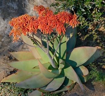 Aloe striata Picture courtesy Bernard DUPONT from flickr