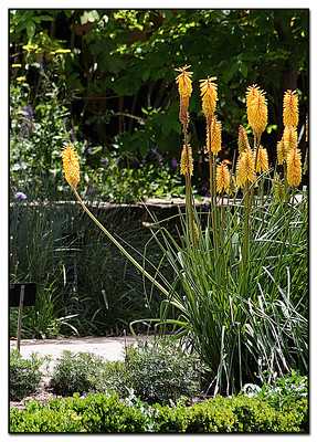 Kniphofia 'Amsterdam' Picture courtesy manuel m. v. from flickr
