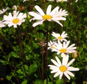 Cape Town Blue - Blue Felicia Daisy - Felicia hybrid