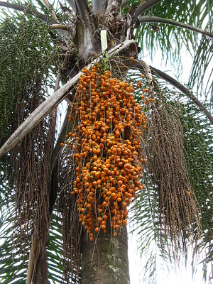 Syagrus romanzoffiana fruit. Picture courtesy mauro halpern from flickr