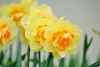 Daffodil, Narcissus, Jonquil - Narcissus