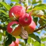 Apples, Orchard Apple - Malus domestica