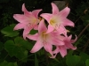 Belladonna Lily, March Lily, Maartlelie, Naked lady - Amaryllis belladonna