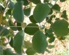 Round-leaved Teak, Dopperkiaat, Muhataha - Pterocarpus rotundifolius